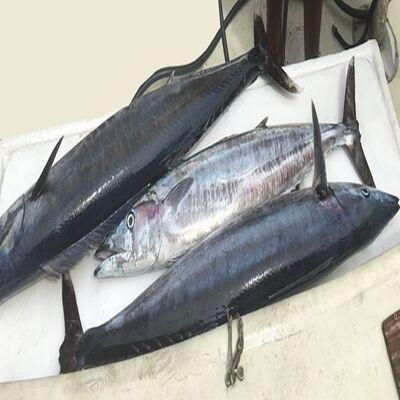 The Complete Guide to Wahoo Fishing in Barbados - Liverpool Other