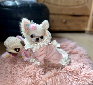 Chihuahua mini white me in WhatsApp +380968178305 - Zurich Dogs, Puppies