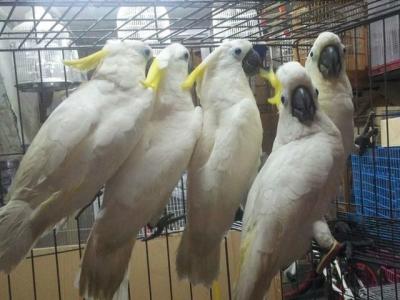 Talking Cockatoo parrots for sale - Dubai Birds
