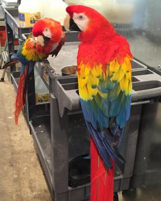 Talking Scarlet Macaw parrots for sale 