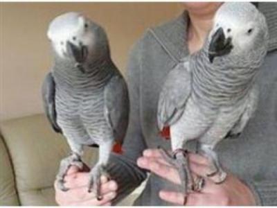 Cute Talking African gray parrots  for sale