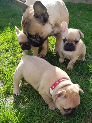 Cute French Bulldog Puppies for Sale - Kuwait Region Dogs, Puppies