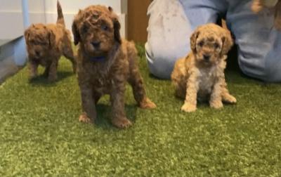 Toy Poodle Puppies available for sale - Kuwait Region Dogs, Puppies