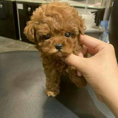 Beautiful poodle puppies - Lodz Dogs, Puppies