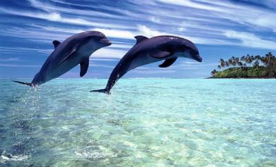 Dolphin Watching Tour Package in Maldives