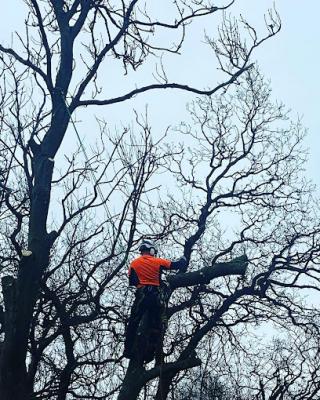 Best Tree Felling Services in Kilwinning - Scotland Other