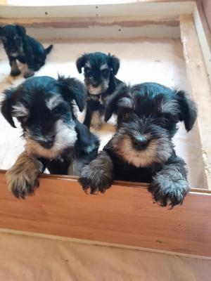 Miniature Schnauzer - black and silver - Vienna Dogs, Puppies