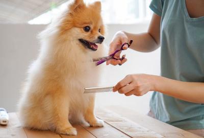 Find the Perfect Puppy Cut Near You for Your Beloved Pet