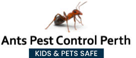 Effective And Reliable Termite Control Perth Services | Ants Pest Control Perth - Perth Other