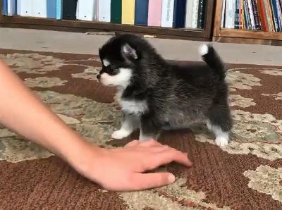  Pomsky Puppies Available          +1 (602) 492-8192    - Kuwait Region Dogs, Puppies