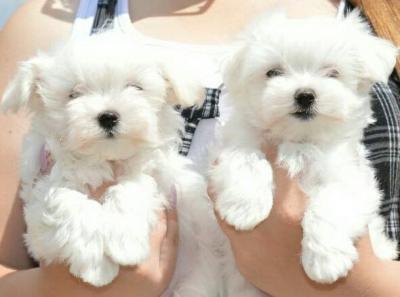  Bichon Frise Puppies For Sale   - Kuwait Region Dogs, Puppies