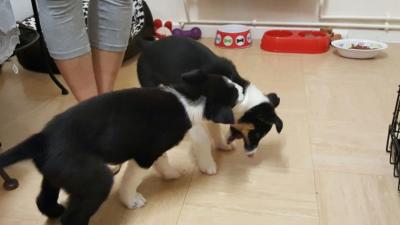   Border Collie pups for Adoption Ready       - Kuwait Region Dogs, Puppies