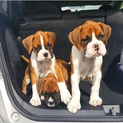  Boxer Puppies For Adoption                 - Kuwait Region Dogs, Puppies