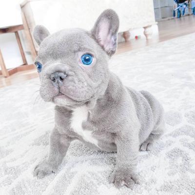 Gorgeous French bulldog puppies  - Bayreuth Dogs, Puppies