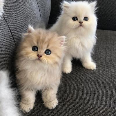 Gorgeous full  persian kittens - Berlin Cats, Kittens