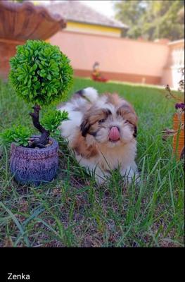 Shih - tzu tricolor puppies - Vienna Dogs, Puppies
