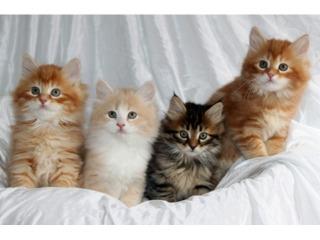 Siberian kittens looking for permanent homes - Berlin Cats, Kittens