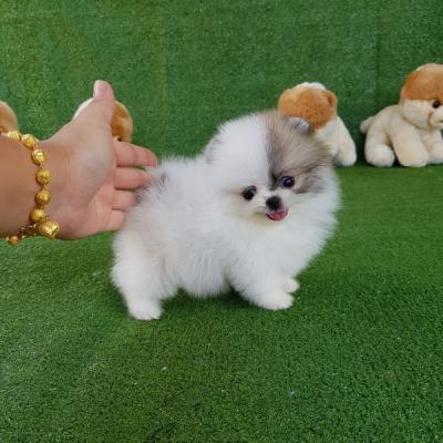 Cute and lovely Pomeranian Puppies. - Berlin Dogs, Puppies