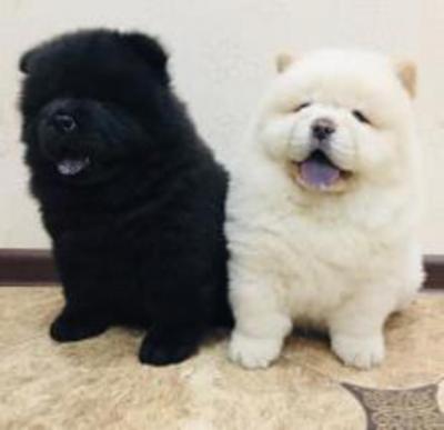 Cute Chow Chow Puppies - Berlin Dogs, Puppies