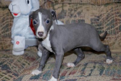 Cute and lovely Italian Greyhound Puppies - Berlin Dogs, Puppies