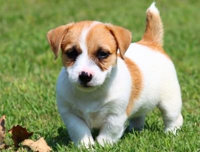 Jack Russell Pups - Brussels Dogs, Puppies