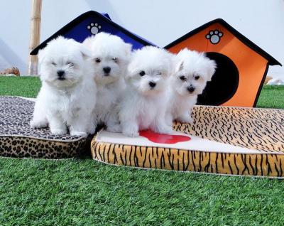 Maltese Pups - Brussels Dogs, Puppies