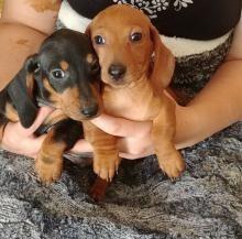 Dachshund Pups - Brussels Dogs, Puppies