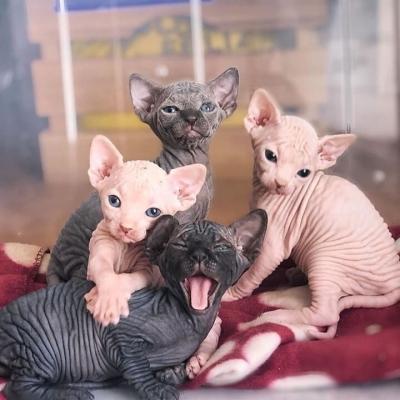 Hairless Sphynx kittens - Brussels Cats, Kittens