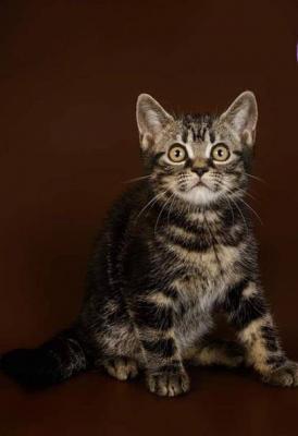 American Shorthair kittens for sale.just 3 remaining - Paris Cats, Kittens