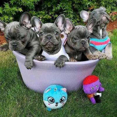 Cute Frenchie bulldogs available for sale - Berlin Dogs, Puppies
