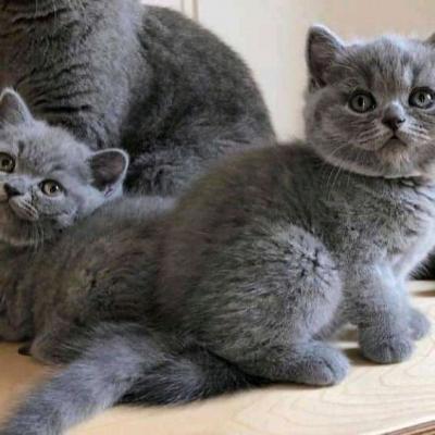 British shorthair kittens WhatsApp : +37068979808