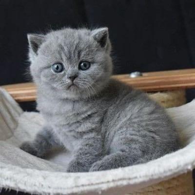 British shorthair kittens WhatsApp : +37068979808 - Berlin Cats, Kittens