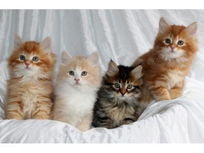 Gorgeous Siberian Kittens - Ready now. - Kuwait Region Cats, Kittens