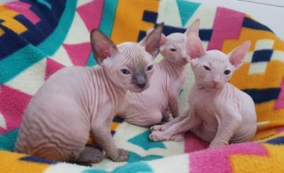 3 Sphynx  Beautys 💙 🩷 - Kuwait Region Cats, Kittens