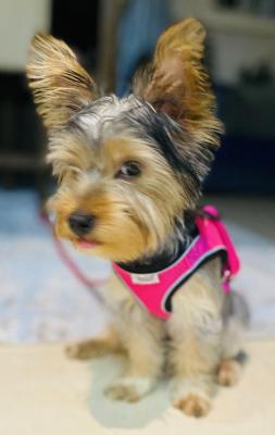 Yorkie 5 months for sale  - Dubai Dogs, Puppies