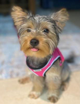 Yorkie 5 months for sale  - Dubai Dogs, Puppies