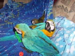 Babies Blue and Gold Macaws Parrots for sale.sd. - Coventry Birds