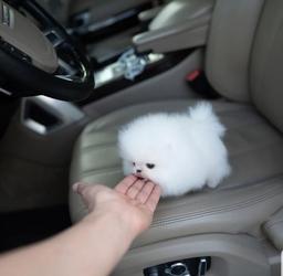 Lovely Teacup Pomeranian Puppies for Sale.ua. - Perth Dogs, Puppies