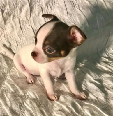 Cute Chihuahua Puppies For Sale.mka. - Perth Dogs, Puppies