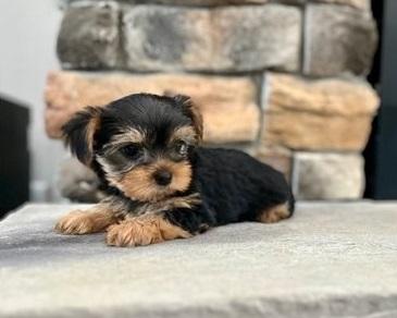 adorable Teacup Yorkie Puppies for sale.ysd. - Adelaide Dogs, Puppies