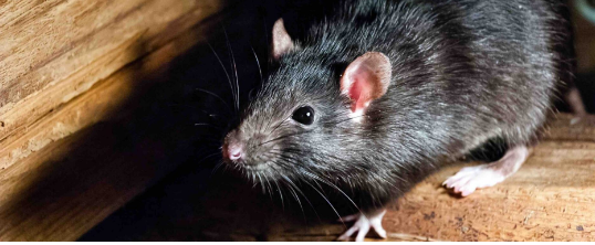 Rodent Control Solutions for Your Home - Other Other