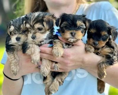 Amazing Yorkie puppies WhatsApp : +37068979808 - Perth Dogs, Puppies