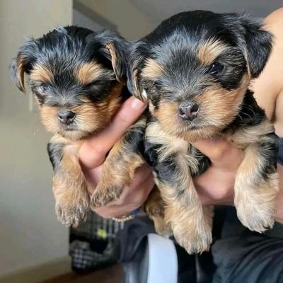 Amazing Yorkie puppies WhatsApp : +37068979808 - Perth Dogs, Puppies