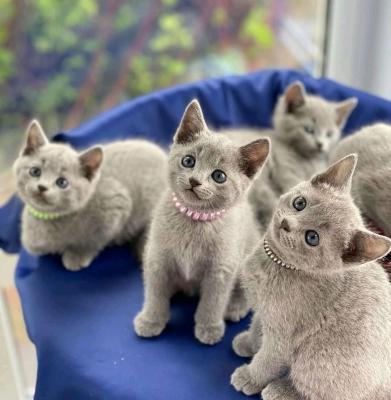 cutes Tussian blue kittens  - Perth Cats, Kittens