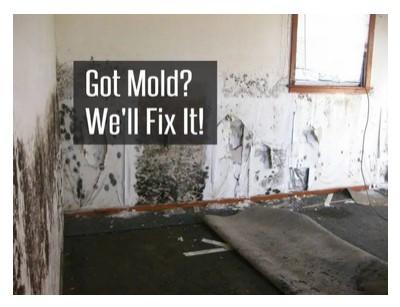 Mold damage cleanup Atlanta - Other Maintenance, Repair