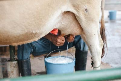 Pure Desi Gir Cow Milk Available in Ahmedabad