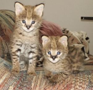 Beautiful Serval Kittens for sale - Dubai Cats, Kittens