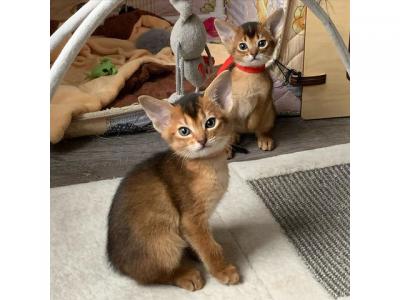 Cute Abyssinian Kittens For Sale - Dubai Cats, Kittens