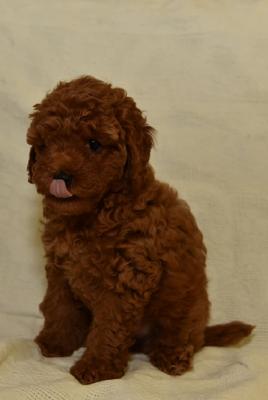 Miniature poodle - Vienna Dogs, Puppies