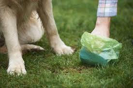   How to Effectively Managе Dog Wastе Collеction? - Vancouver Dogs, Puppies